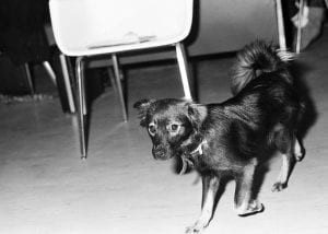A dog, the Innis "mascot", patrolling the hall of the common room